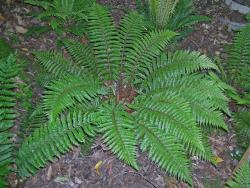 Polystichum polyblepharum. Mature plant growing from erect rhizome.
 Image: L.R. Perrie © Leon Perrie CC BY-NC 3.0 NZ